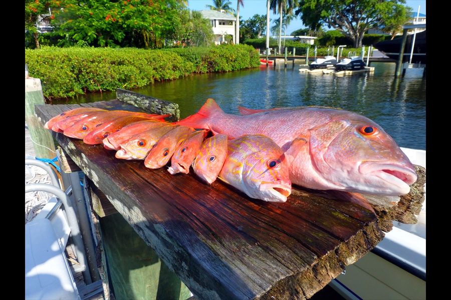 A big Mutton with some friends