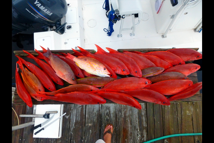 A pile of Vermillion Snapper