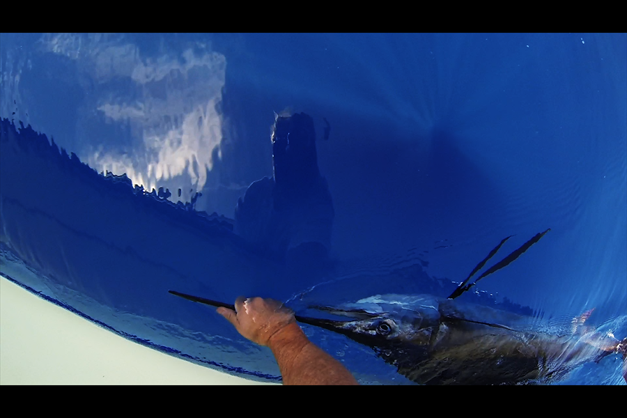 Sailfish Revive 2012