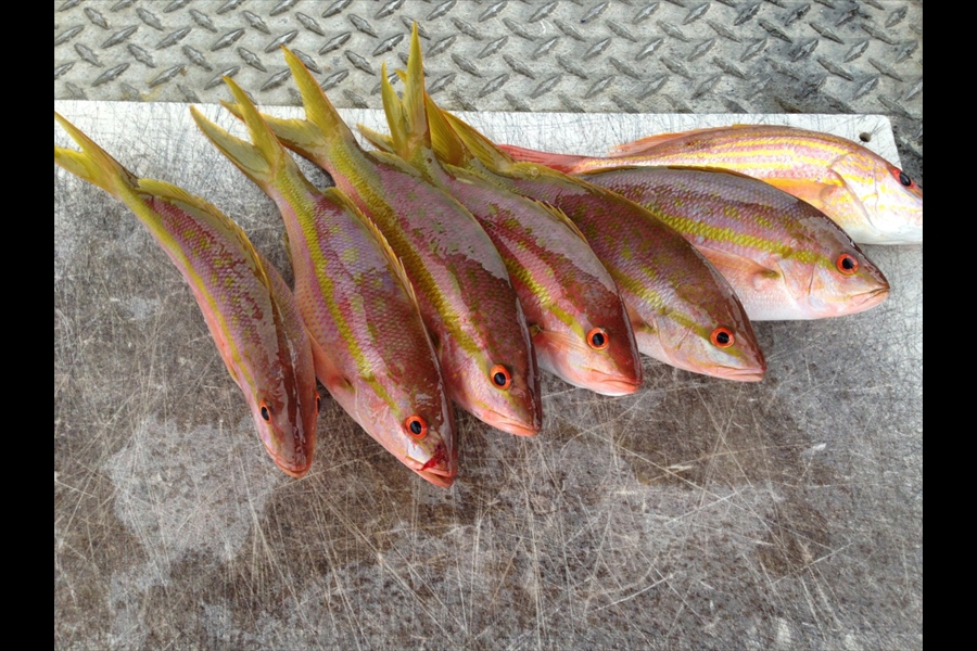 Yellowtail Snapper 2013