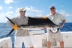 Sailfish with Bob, 2009